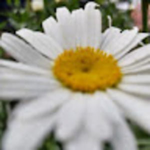 Meet your Posher, Bren